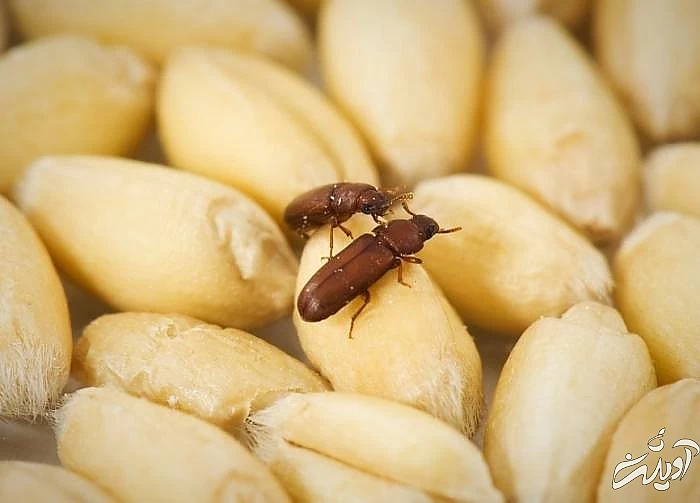 آفت زدن حبوبات